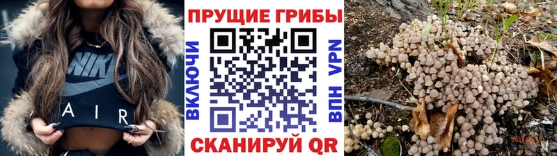 Купить где  Полесск  Галлюциногенные грибы мицелий 